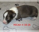 Small #1 Shetland Sheepdog