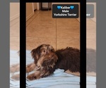 Small #2 Yorkshire Terrier