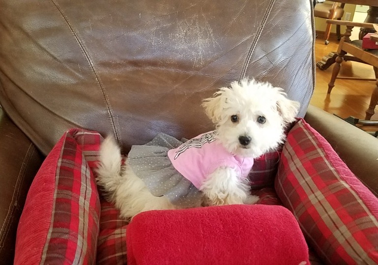 Medium Photo #1 Maltese-Poodle (Toy) Mix Puppy For Sale in LOS ANGELES, CA, USA