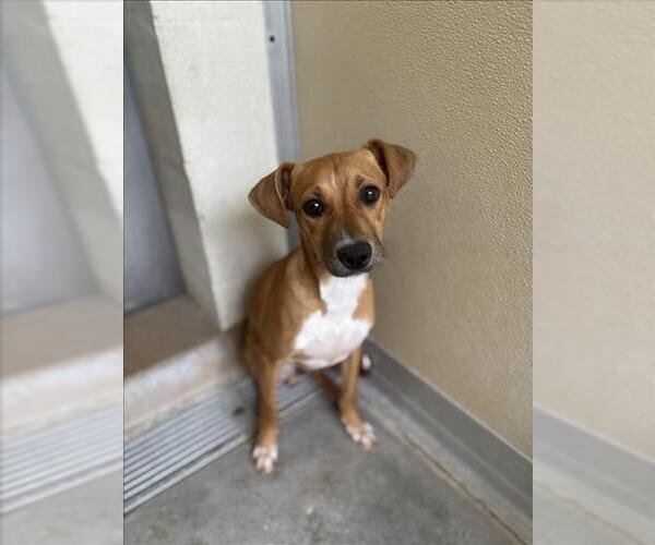 Medium Photo #2 Beagle-Unknown Mix Puppy For Sale in Texas City, TX, USA