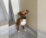 Small #1 Beagle Mix