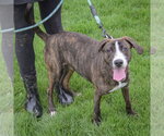 Small #7 Boxer-Plott Hound Mix