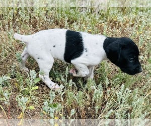 German Shorthaired Pointer Puppy for sale in WOODLAND PARK, CO, USA