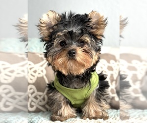 Yorkshire Terrier Puppy for sale in CORAL SPRINGS, FL, USA