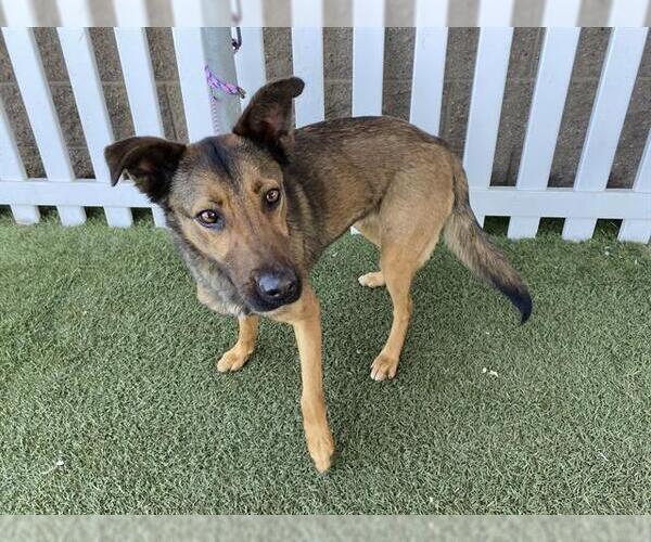 Medium Photo #1 German Shepherd Dog-Unknown Mix Puppy For Sale in Modesto, CA, USA