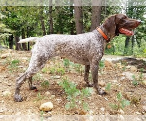 Mother of the German Shorthaired Pointer puppies born on 10/11/2019