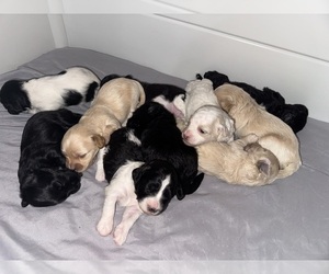 Maltipoo-Shih-Poo Mix Litter for sale in TACOMA, WA, USA