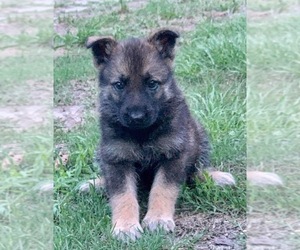 German Shepherd Dog Puppy for sale in PIKEVILLE, NC, USA