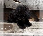 Small #2 YorkiePoo