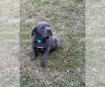 Small Photo #3 Cane Corso Puppy For Sale in LANCASTER, PA, USA