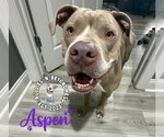 Small #2 American Staffordshire Terrier