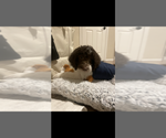 Small #3 Miniature Labradoodle