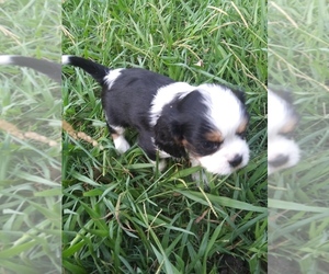 Cavalier King Charles Spaniel Puppy for sale in TULSA, OK, USA