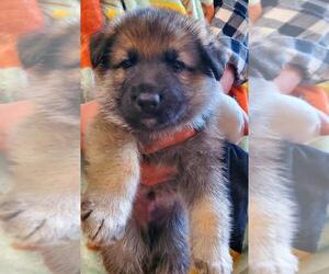 German Shepherd Dog Puppy for sale in SAINT PETERS, MO, USA