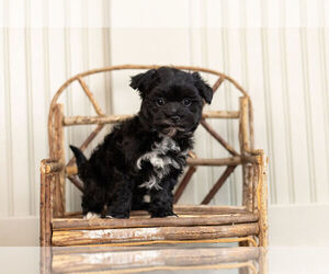 Poodle (Toy)-Shorkie Tzu Mix Puppy for Sale in WARSAW, Indiana USA