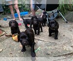 Small Photo #1 Boykin Spaniel Puppy For Sale in CROWNSVILLE, MD, USA