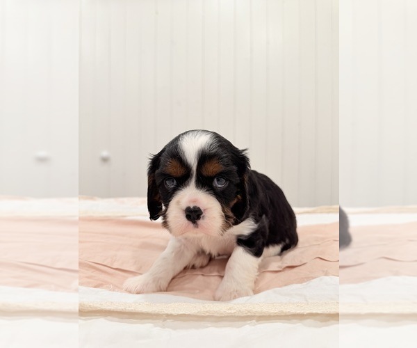 Medium Photo #2 Cavalier King Charles Spaniel Puppy For Sale in WAXAHACHIE, TX, USA