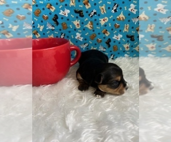 Medium Photo #2 Yorkshire Terrier Puppy For Sale in NORMANGEE, TX, USA