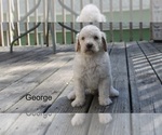 Small Photo #14 Poodle (Standard) Puppy For Sale in MUSKEGON, MI, USA