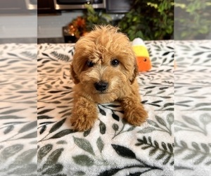 Goldendoodle (Miniature) Dog for Adoption in GREENWOOD, Indiana USA