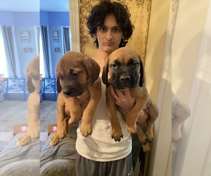 Mastiff-Saint Bernard Mix Puppy for sale in ROCHESTER, NY, USA