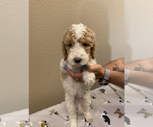Medium Photo #1 Goldendoodle-Poodle (Standard) Mix Puppy For Sale in WAXAHACHIE, TX, USA