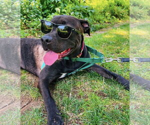 Boxador Dogs for adoption in Holly Springs, NC, USA