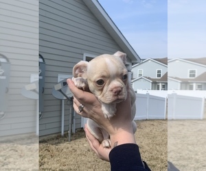 Boston Terrier Puppy for sale in DOVER, DE, USA