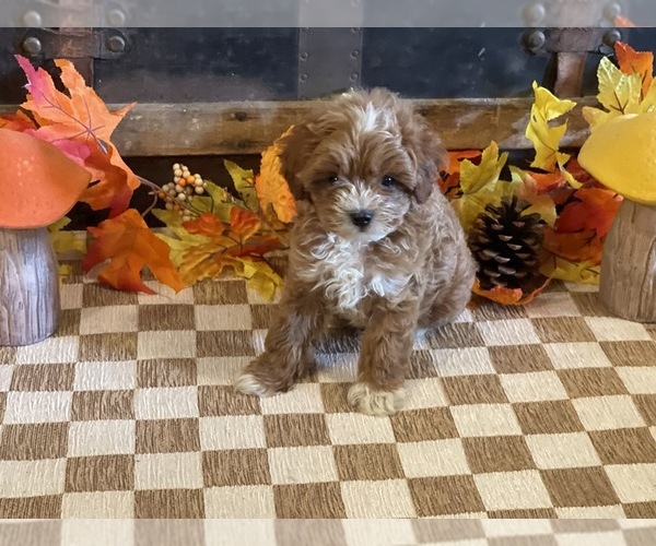 Medium Photo #7 Cavapoo (Miniature) Puppy For Sale in FULTON, KS, USA