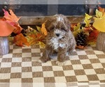 Milo - Male Cavapoo (Miniature) Puppy for Sale - Photo #7