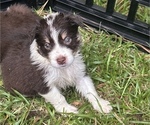 Small Photo #1 Australian Shepherd Puppy For Sale in MEGGETT, SC, USA