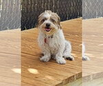 Small #1 Norfolk Terrier Mix
