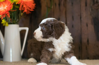 Aussie-Poo Puppy for sale in CUYAHOGA FALLS, OH, USA