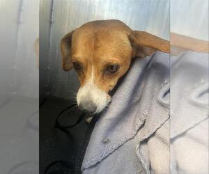 Chihuahua-Unknown Mix Dogs for adoption in San Antonio, TX, USA