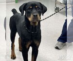Small #1 Rottweiler Mix
