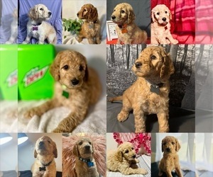 Goldendoodle Puppy for Sale in MIDDLEBURG, Pennsylvania USA