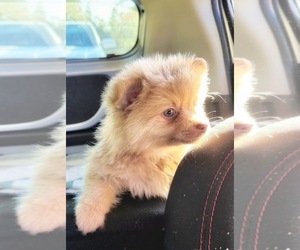 Pomeranian Puppy for sale in LECANTO, FL, USA