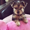 Small Yorkshire Terrier