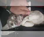 Small #5 Chihuahua Mix
