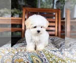Peanut - Male Mal-Shi Puppy for Sale - Photo #2