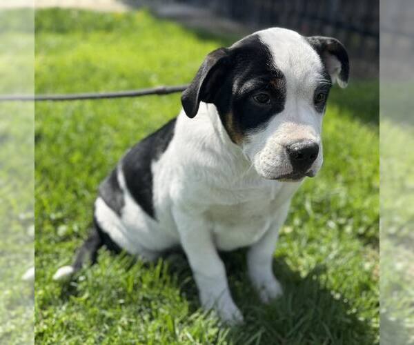 Medium Photo #2 Bulldog-Unknown Mix Puppy For Sale in Modesto, CA, USA