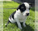 Small #1 Bulldog Mix
