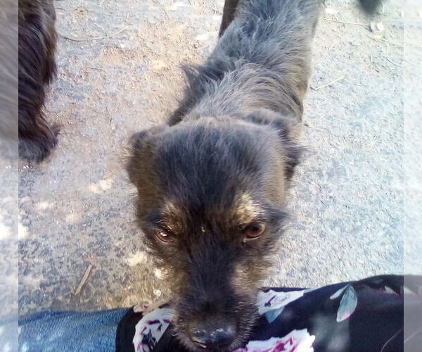 Medium Photo #2 Poodle (Miniature)-Unknown Mix Puppy For Sale in Apple Valley, CA, USA
