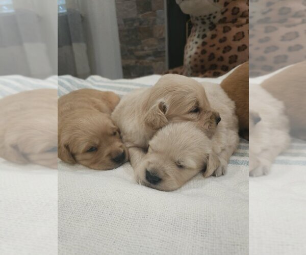 Medium Photo #2 English Cream Golden Retriever Puppy For Sale in SACRAMENTO, CA, USA