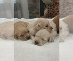 Small #1 English Cream Golden Retriever
