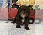 Small Photo #1 Lhasa Apso-Poodle (Toy) Mix Puppy For Sale in CANOGA, NY, USA