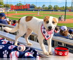 Biscuit - Male Australian Shepherd-Boxer Mix Dog for Adoption - Small photo