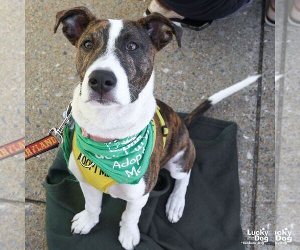 Medium Photo #10 Mutt Puppy For Sale in Washington, DC, USA