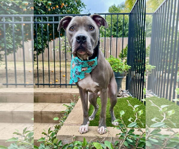 Medium Photo #13 American Pit Bull Terrier-Unknown Mix Puppy For Sale in Redlands, CA, USA