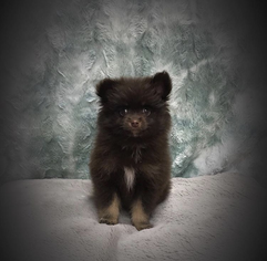 Pomeranian Puppy for sale in WOODRIDGE, IL, USA
